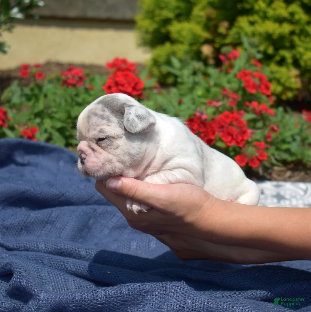 French Bulldog dogs for sale: Parmesan - Ad 2
