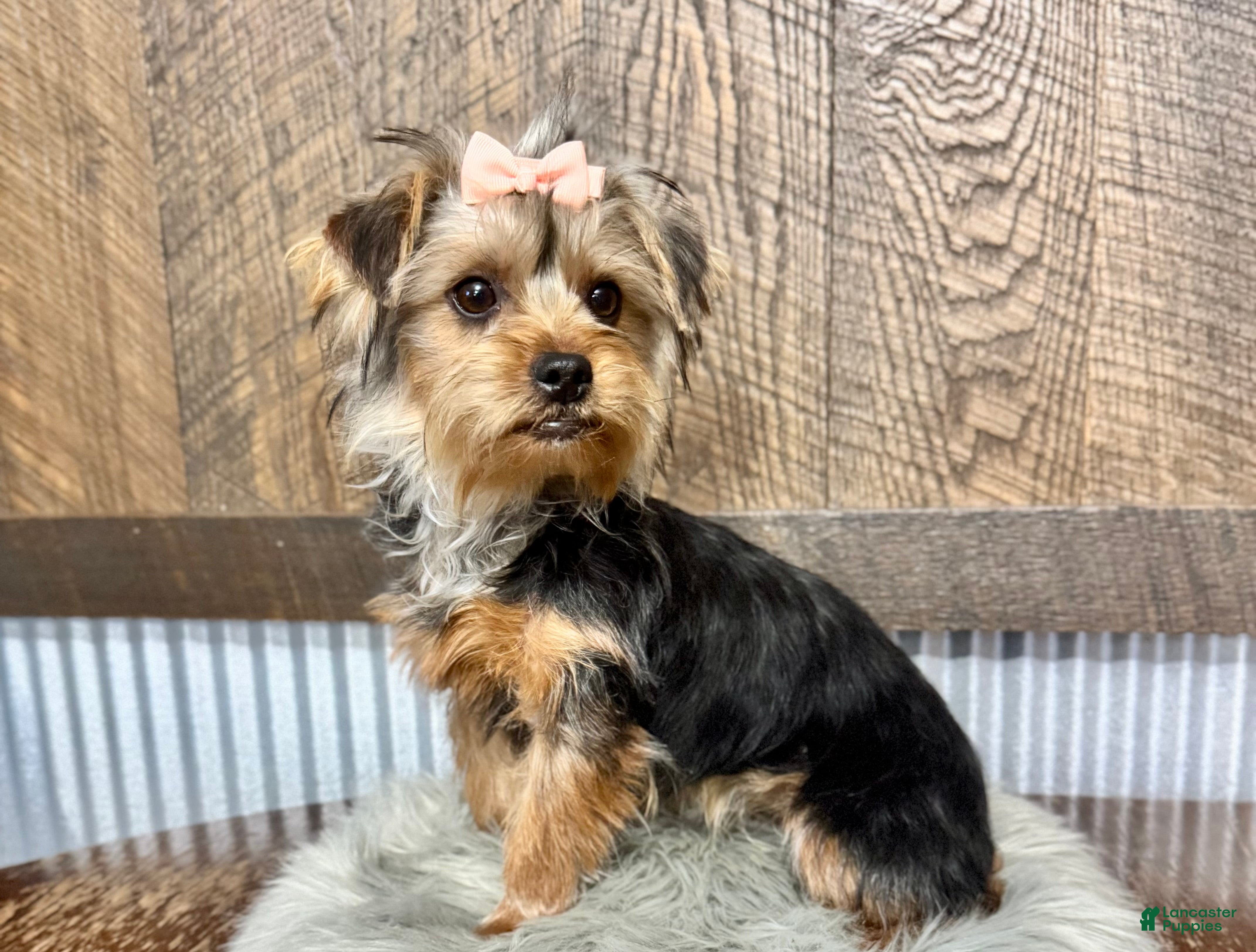 Yorkshire Terrier dogs Hallie - Ad 1