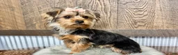 Yorkshire Terrier dogs for sale: Hallie - Ad 1
