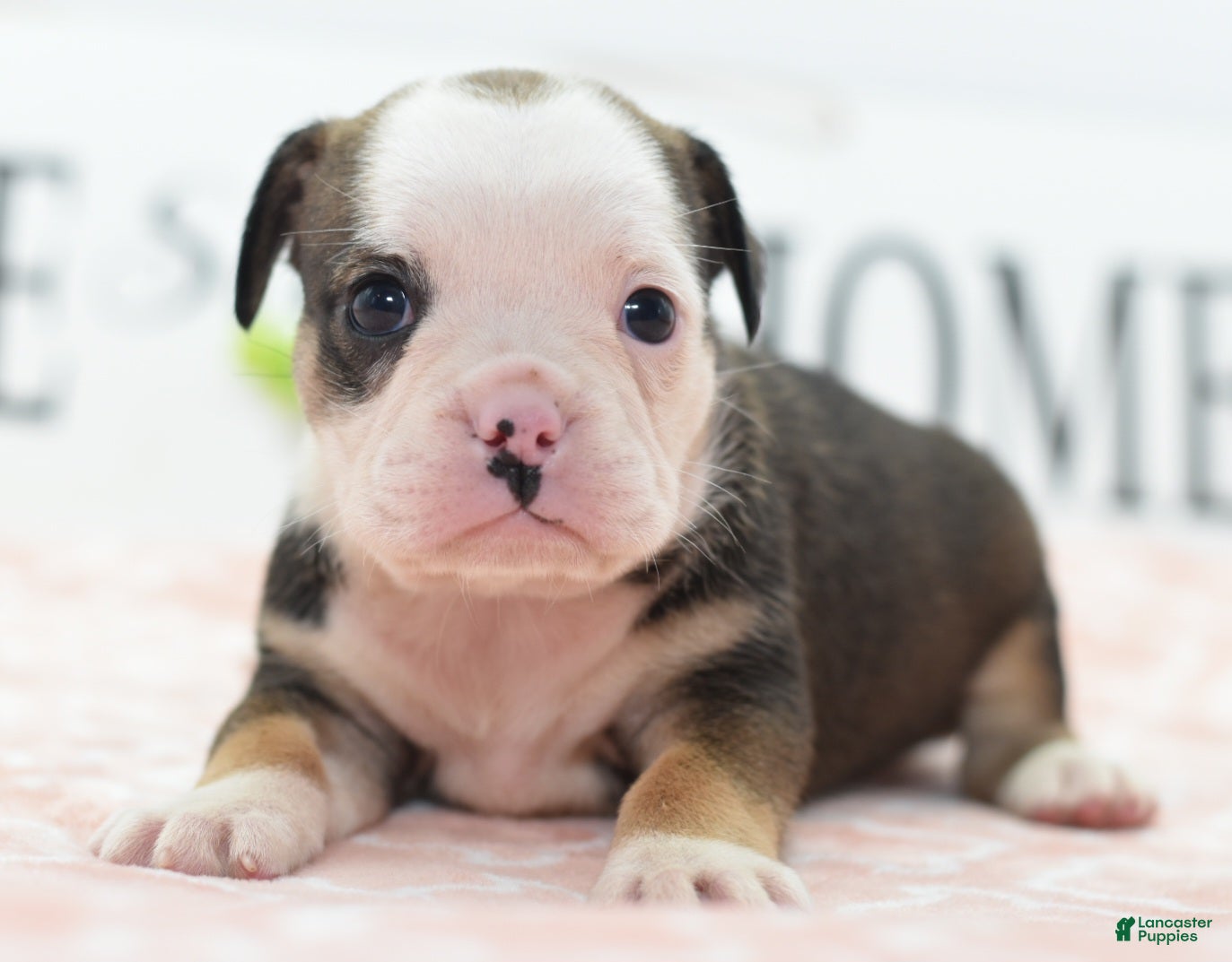 Mixed Breed dogs Queen - Ad 1