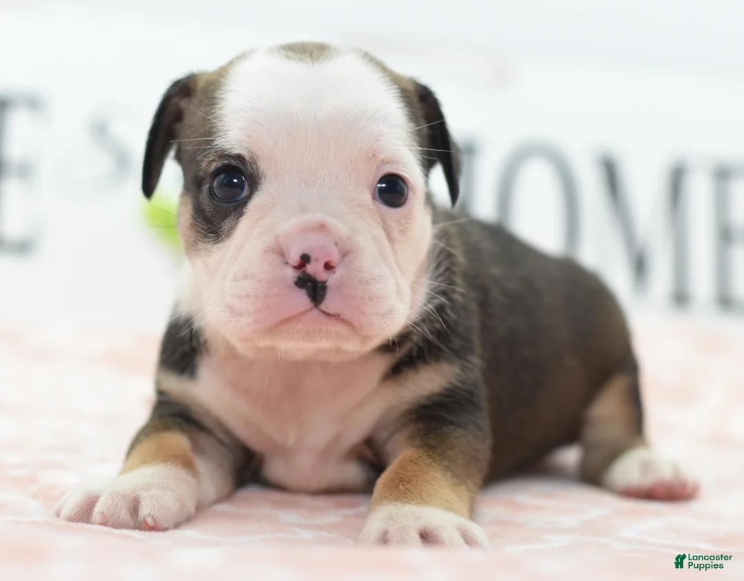 Mixed Breed dogs for sale: Queen - Ad 1
