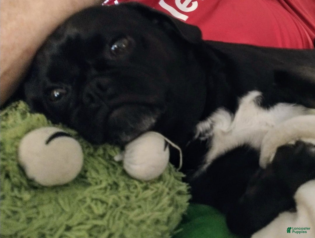 Puggle dogs for sale: Puggle Puppy 2 - Ad 8