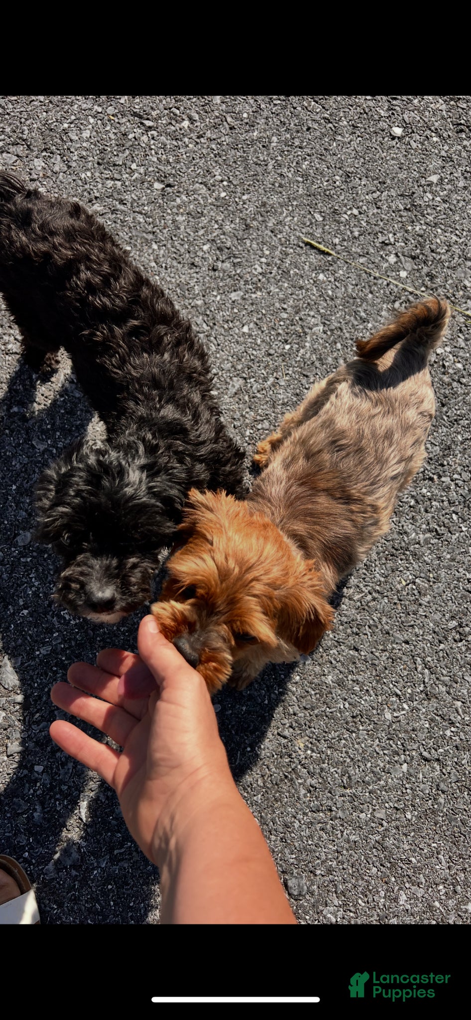 Morkie dogs Ralphie - Ad 2