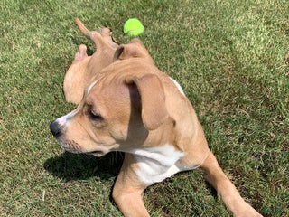 American Pit Bull Terrier dogs - Ad 2