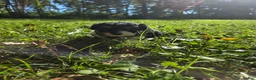 Cavapoo dogs for sale: Aster - Ad 6