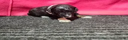 Bernedoodle dogs for sale: Jenna - Ad 1
