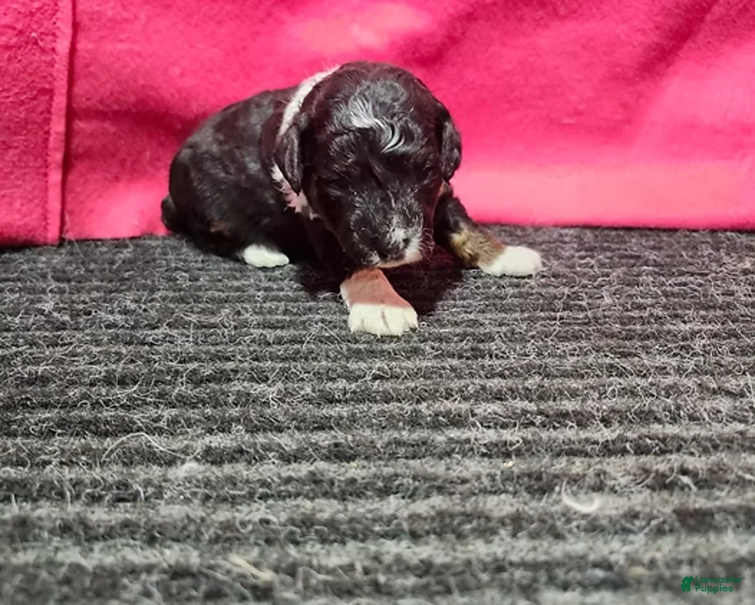Bernedoodle dogs for sale: Jenna - Ad 1