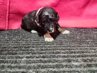 Bernedoodle dogs Jenna - Ad 3
