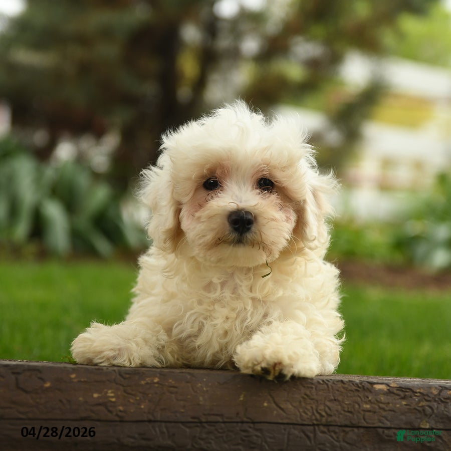 Maltipoo dogs Noble  - Ad 2
