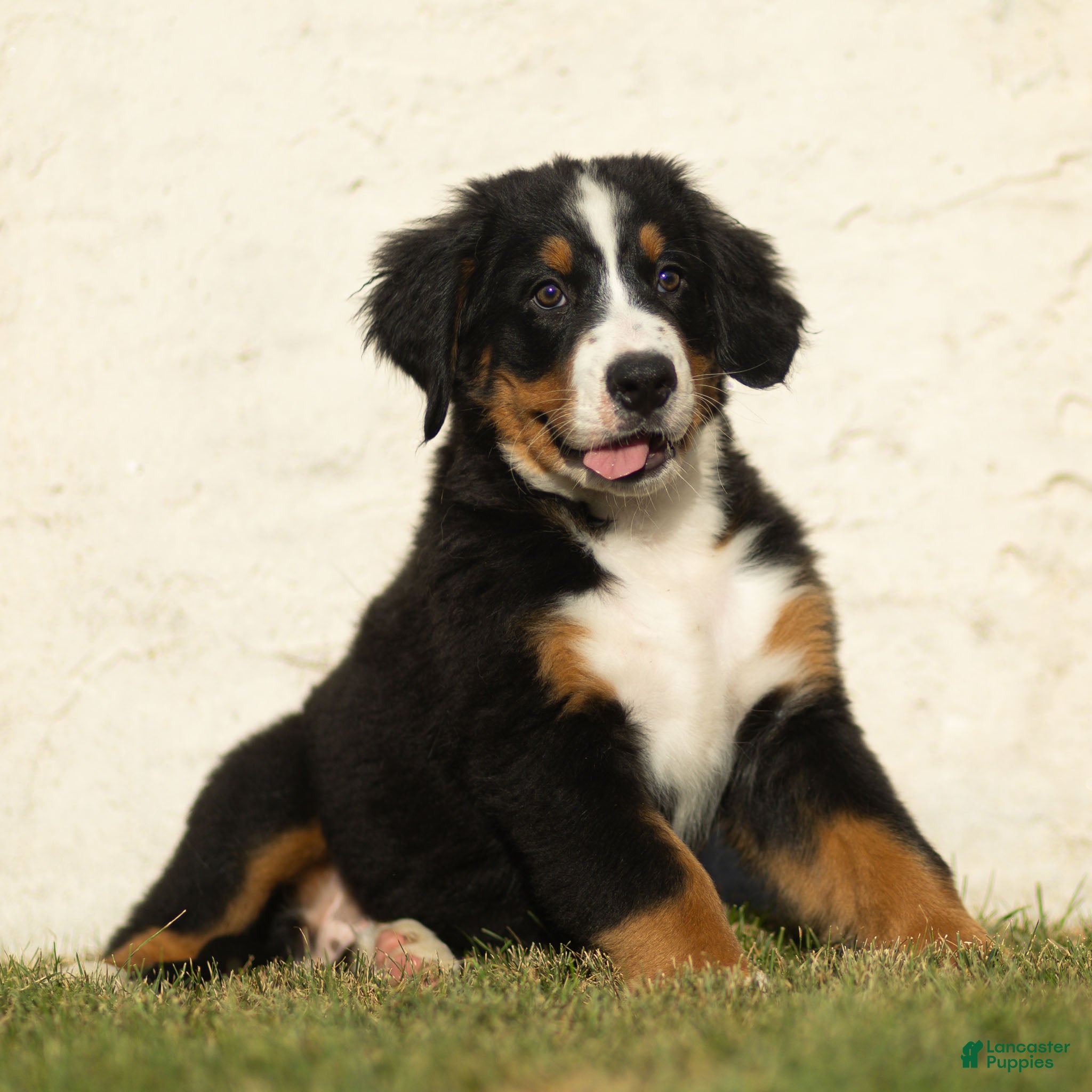 Bernese Mountain Dog dogs Joey Bernese Mountain Dog  - Ad 2