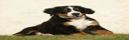 Bernese Mountain Dog dogs for sale: Joey Bernese Mountain Dog  - Ad 2