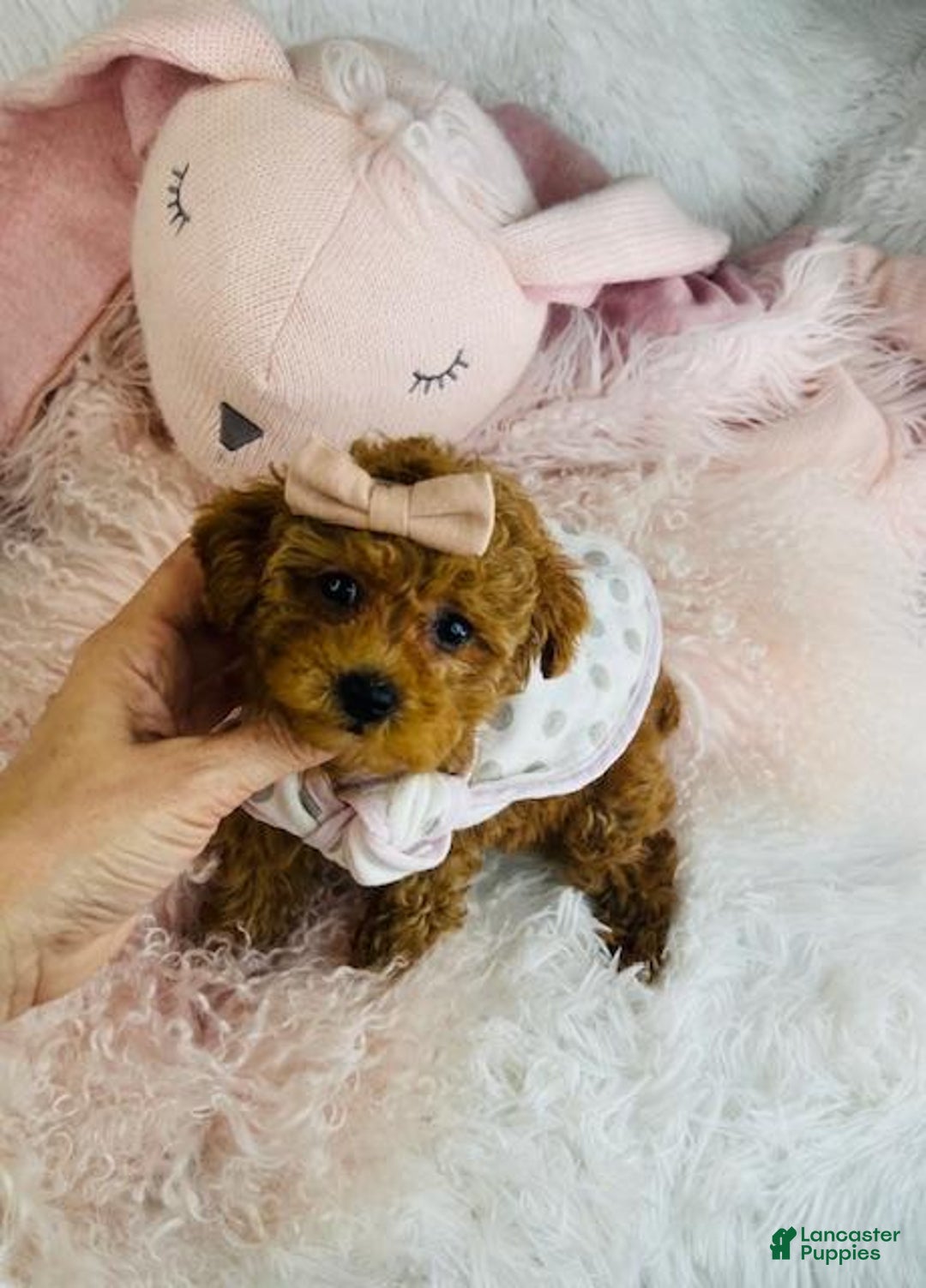 Toy Poodle dogs for sale: Toy Poodle Puppy 1 - Ad 2