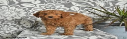 Mini Goldendoodle dogs for sale: River - Ad 5