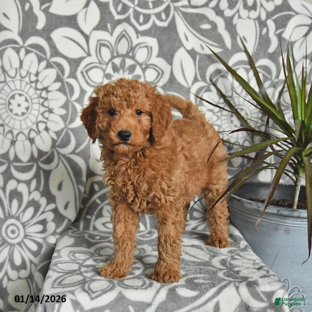Mini Goldendoodle dogs for sale: River - Ad 5
