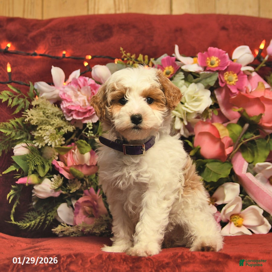 Mini Goldendoodle dogs Rainbow Teasures  - Ad 22