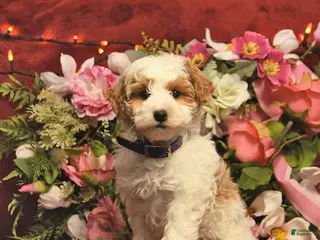 Mini Goldendoodle dogs Rainbow Teasures - Ad 22