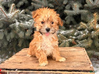 Morkie dogs Maple - Ad 14
