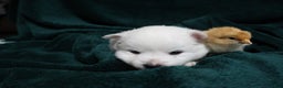 American Eskimo dogs for sale: Dimples - Ad 4