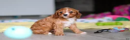 Cavapoo dogs for sale: Wynn - Ad 8