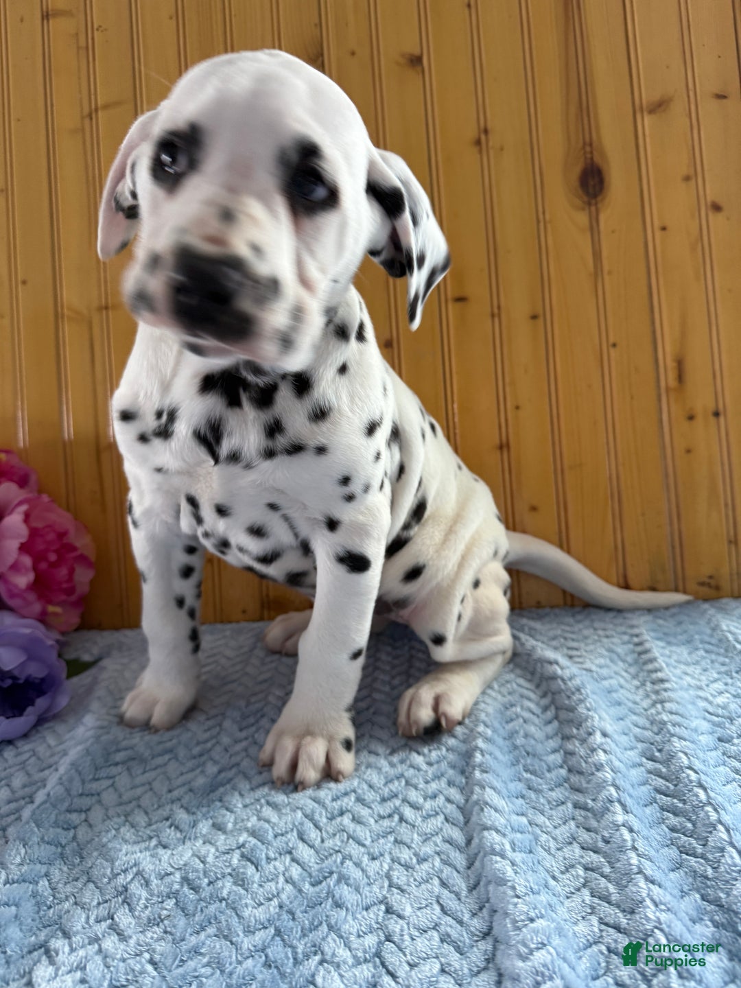 Dalmatian dogs for sale: Trinity - Ad 15