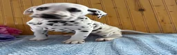 Dalmatian dogs for sale: Trinity - Ad 15