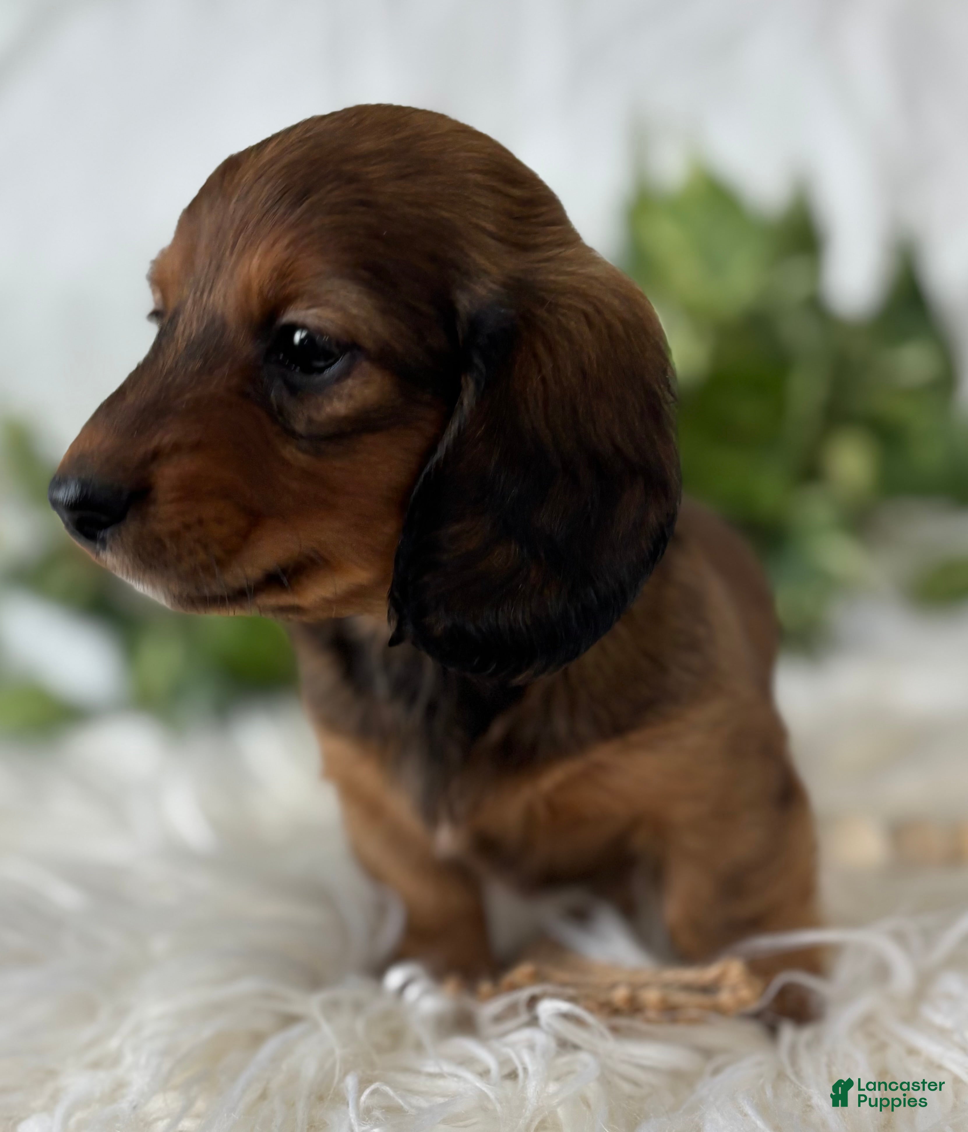 Miniature Dachshund dogs Star Girl Miniature Dachshund  - Ad 2