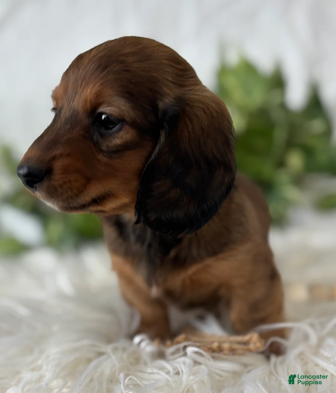 Miniature Dachshund dogs for sale: Star Girl Miniature Dachshund  - Ad 2
