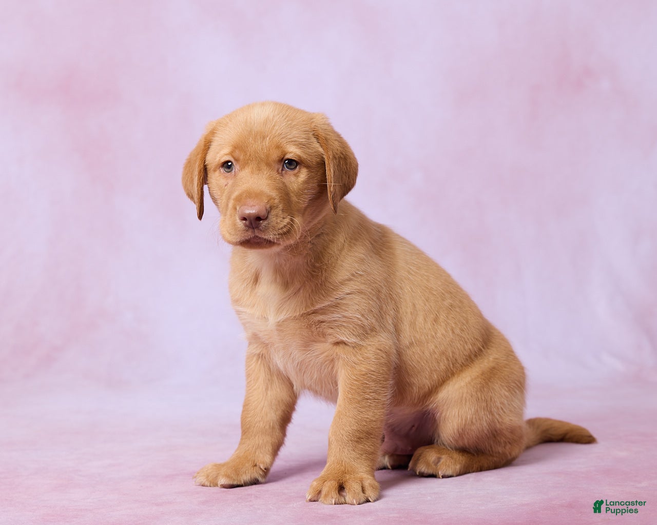 Labrador Retriever dogs Houston - Ad 2