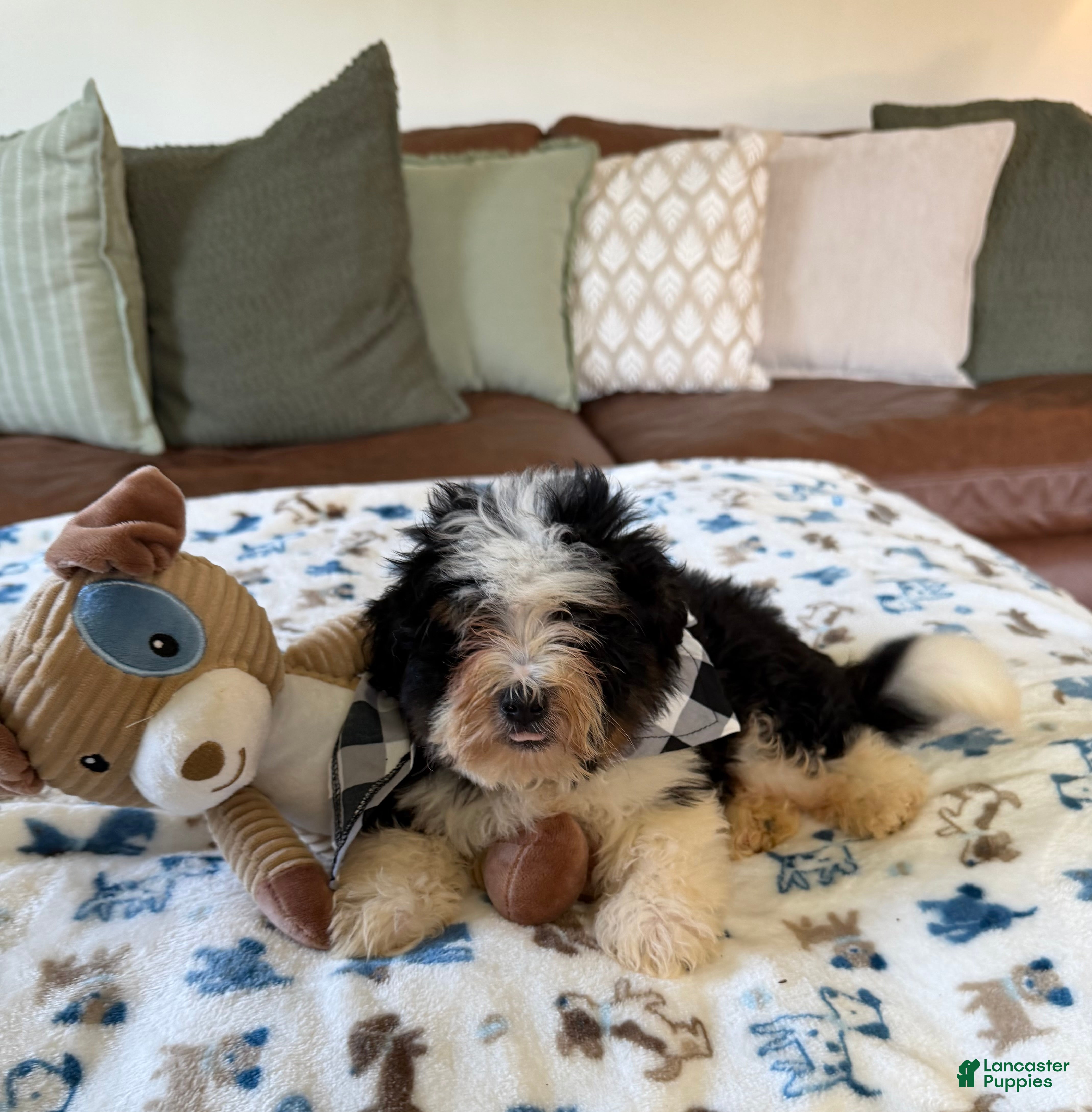 Mini Bernedoodle dogs Mini Bernedoodle male- Topper ( black Tri color) - Ad 2