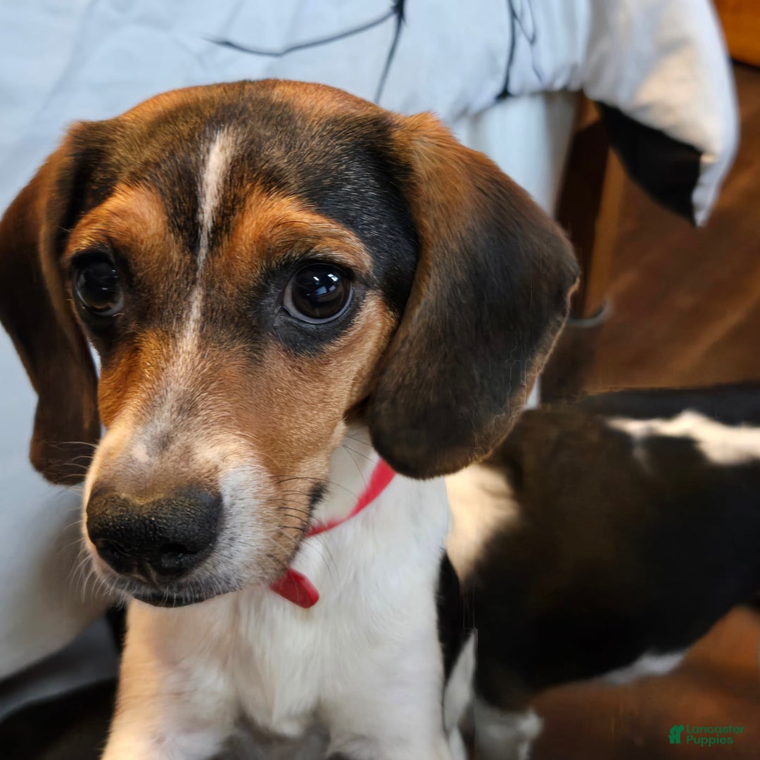 Beagle dogs for sale: Clove Queen Elizabeth Pocket Beagle - Ad 11