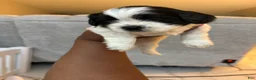 Shih Tzu dogs for sale: Shih Tzu Puppy 4 - Ad 6
