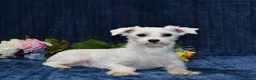 Maltese dogs for sale: Rex - Ad 6