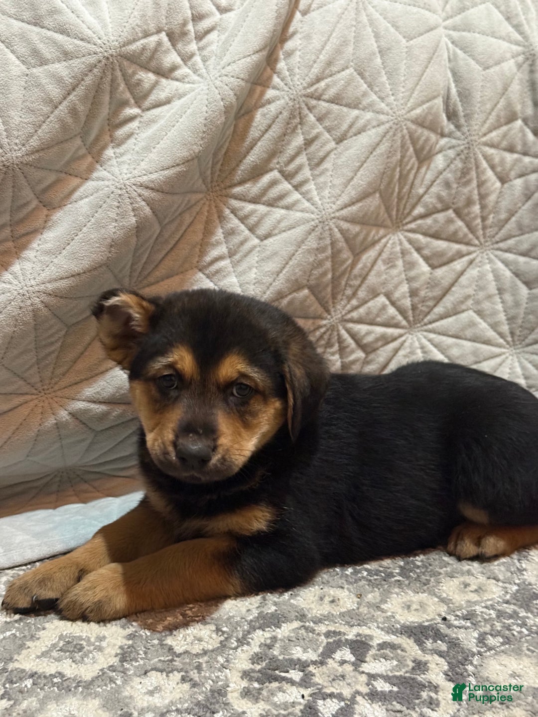 Mixed Breed dogs for sale: Mixed Breed Puppy 2 - Ad 1