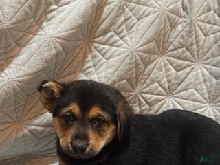 Mixed Breed dogs Mixed Breed Puppy 2 - Ad 13