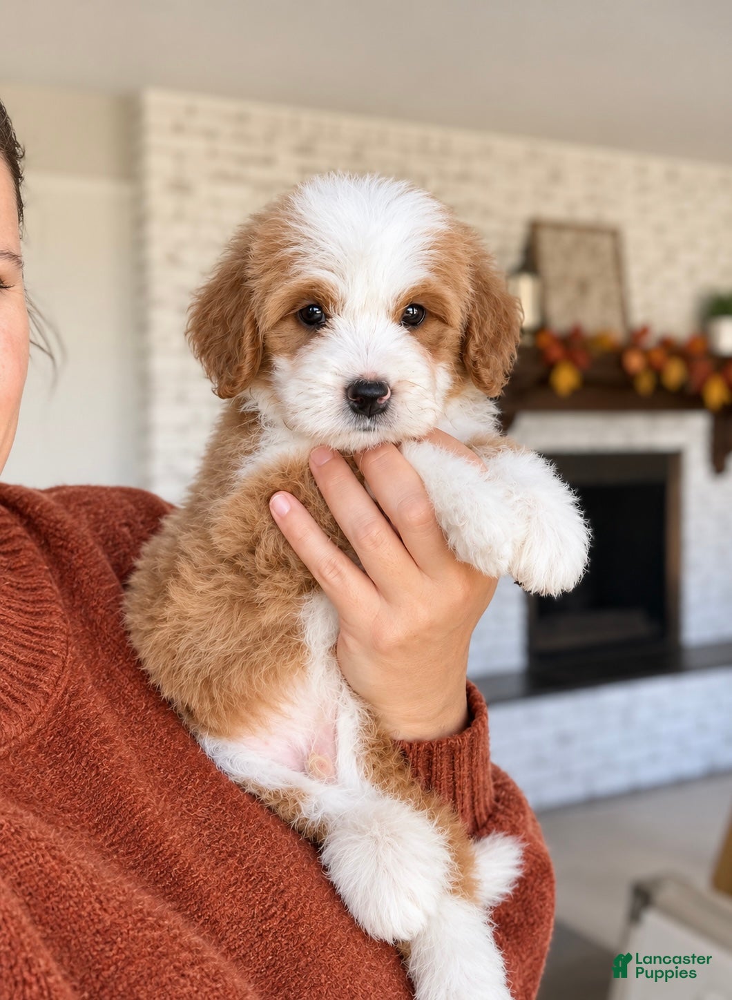 Bernedoodle dogs for sale: Brooks  - Ad 2