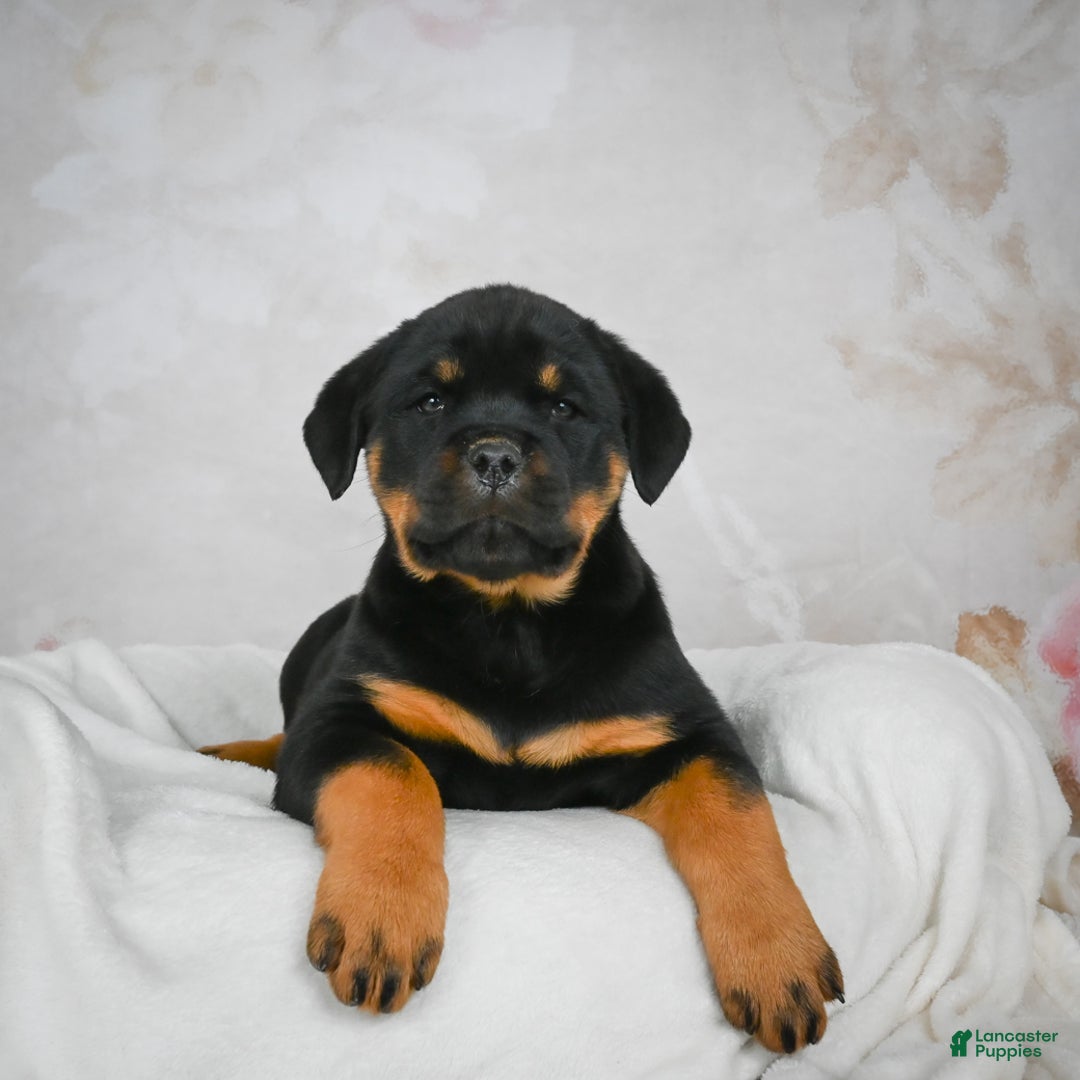 Rottweiler dogs for sale: Beretta - Ad 3