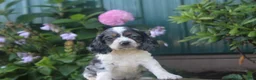 Cocker Spaniel dogs for sale: Stella - Ad 2