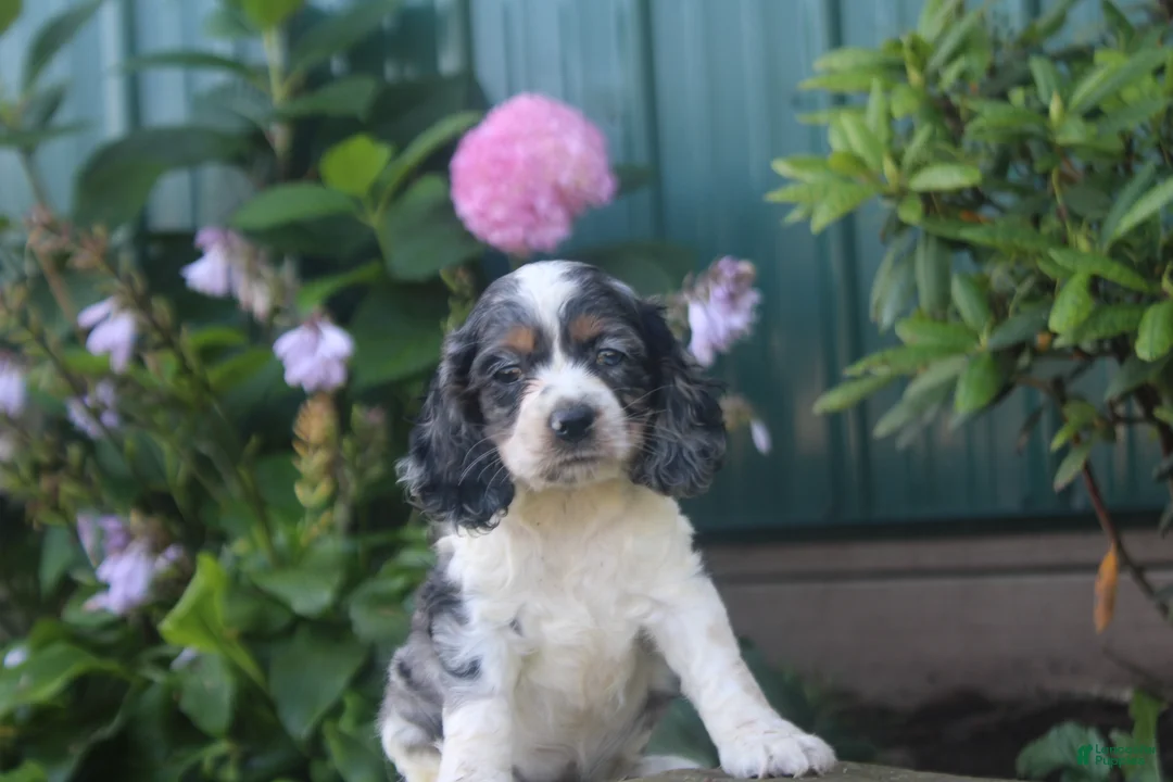 Cocker Spaniel dogs for sale: Stella - Ad 2