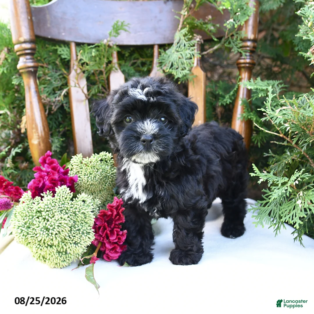 Havapoo dogs for sale: Zuzu - Ad 2