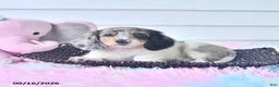 Miniature Dachshund dogs for sale: Fanta  - Ad 3