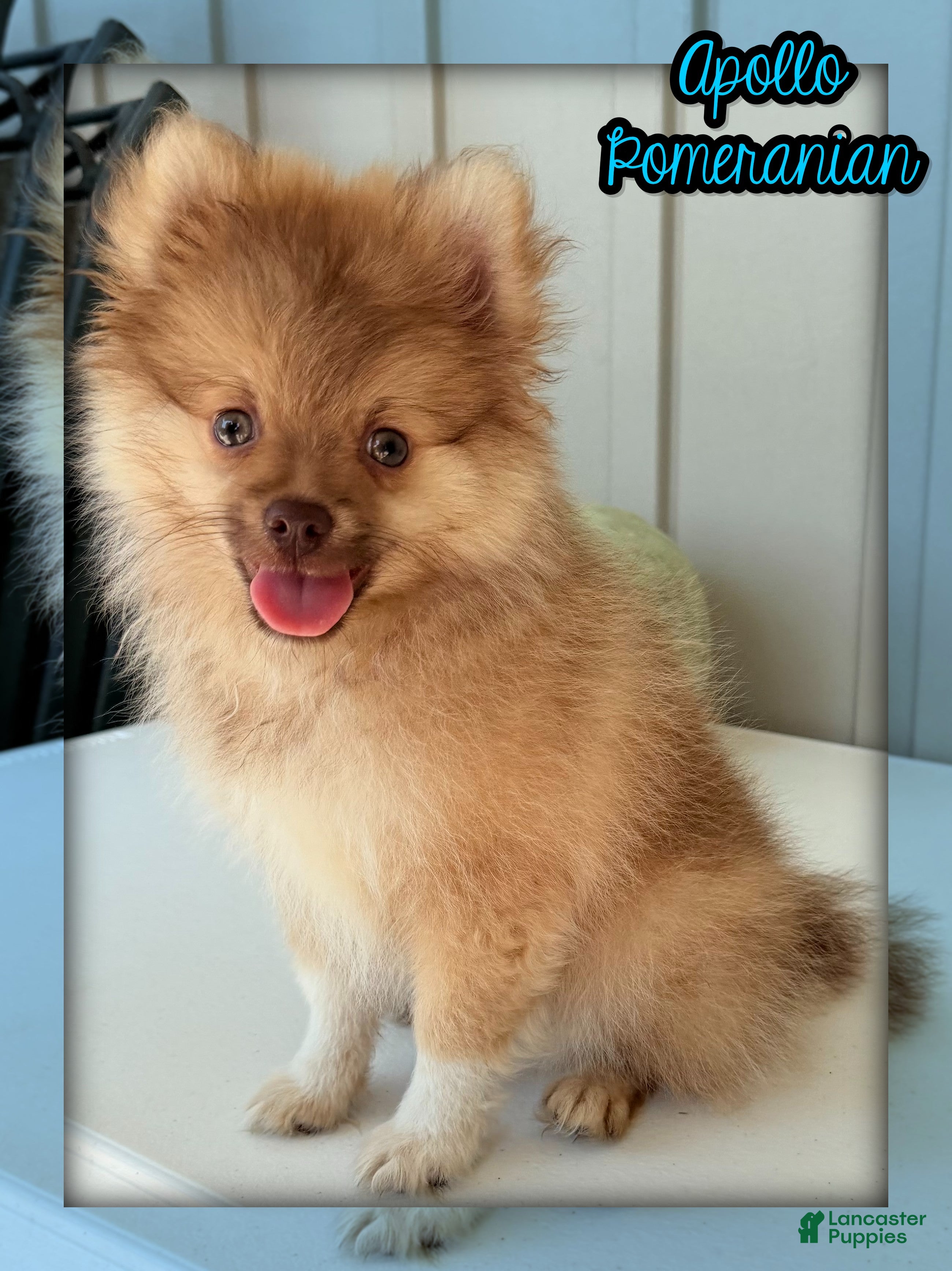 Pomeranian dogs Apollo - Ad 1