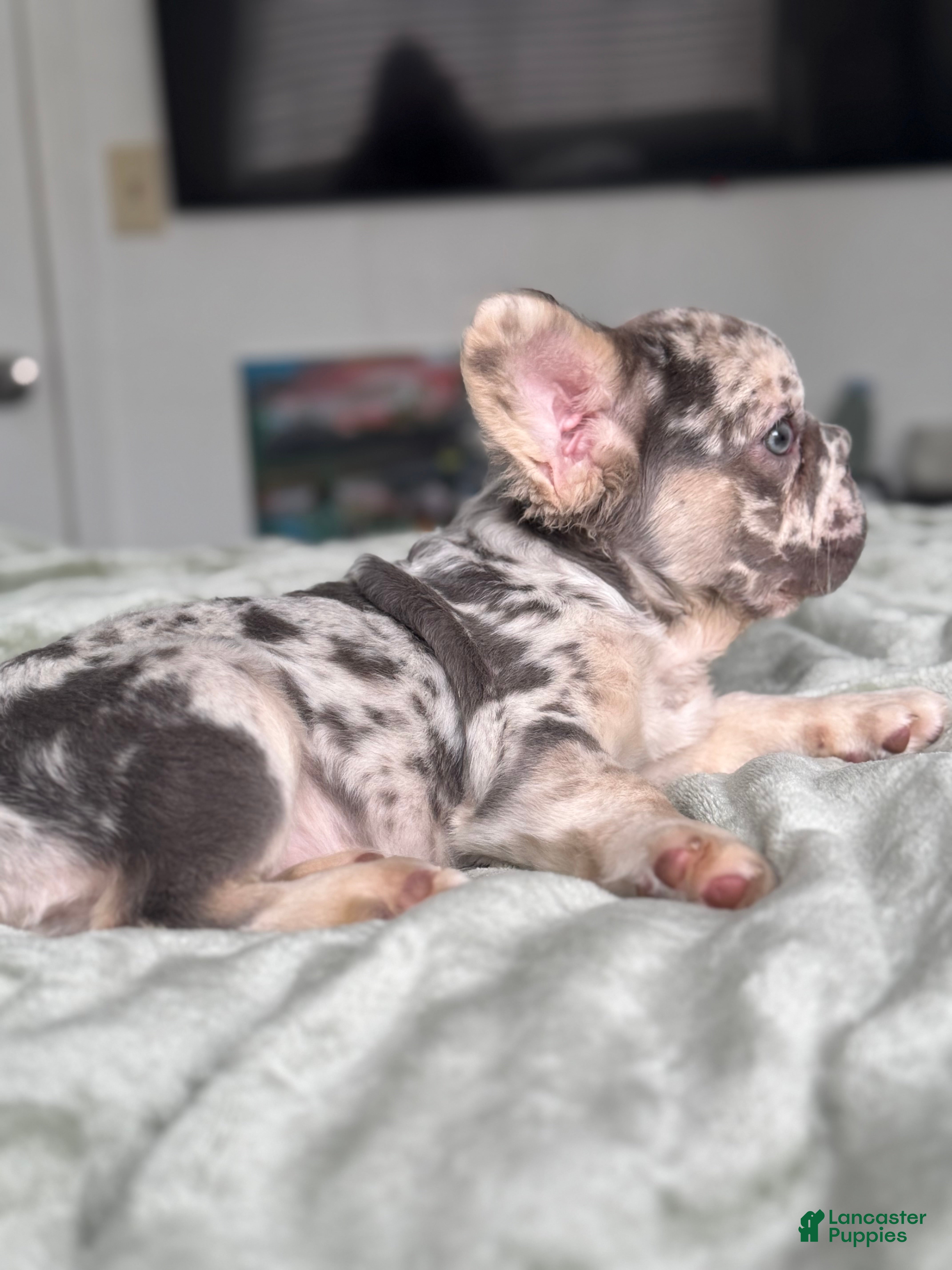 French Bulldog dogs Big Rope Lilac tan Merle Fluffy Male  - Ad 2