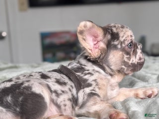 French Bulldog dogs Big Rope Lilac tan Merle Fluffy Male - Ad 2