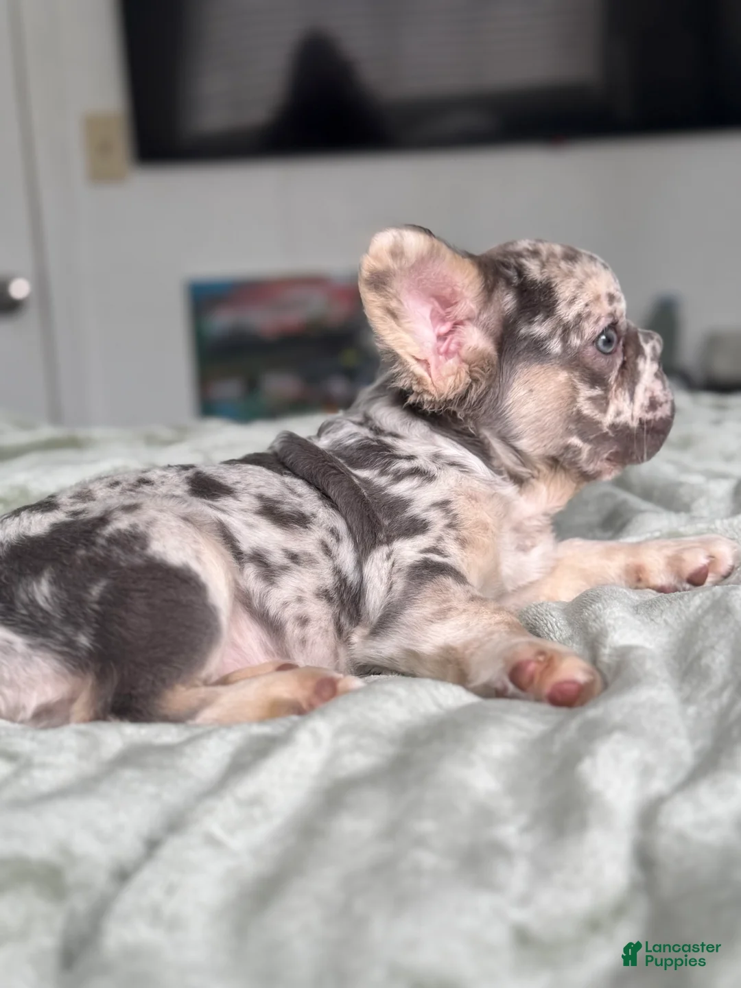 French Bulldog dogs for sale: Big Rope Lilac tan Merle Fluffy Male  - Ad 1