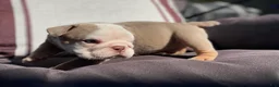 English Bulldog dogs for sale: Snow Heart - Ad 15