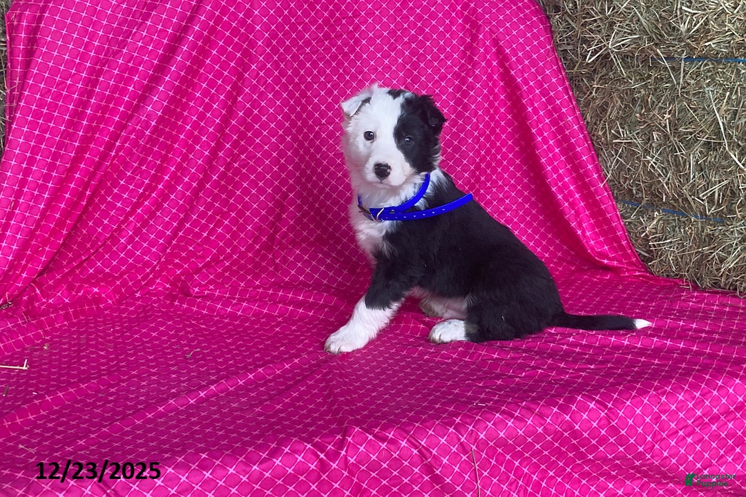 Mixed Breed dogs for sale: Gunner - Ad 5