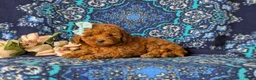 Toy Poodle dogs for sale: Jordyn - Ad 4