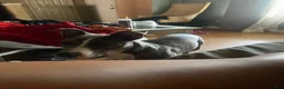 Mixed Breed dogs for sale: Mixed Breed 3 - Ad 2