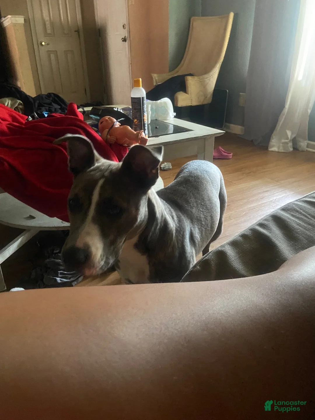 Mixed Breed dogs for sale: Mixed Breed 3 - Ad 2