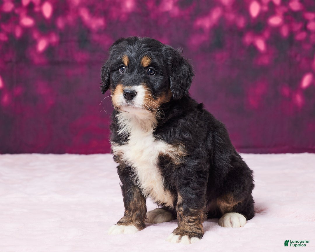 Bernedoodle dogs for sale: Gloria - Ad 2
